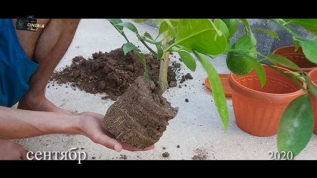Размножение дерево Лимон ? смотреть онлайн
