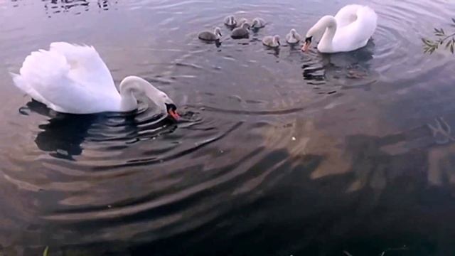 ЛЕБЕДИНАЯ СЕМЬЯ / КРАСИВЕЙШАЯ МУЗЫКА / РЕЛАКС смотреть онлайн