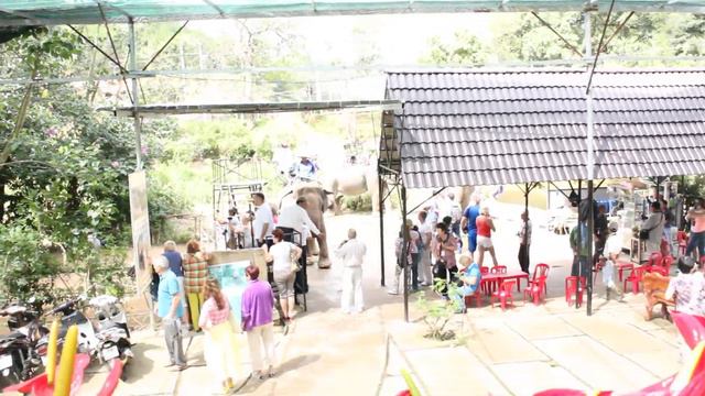 Вьетнам г. Далат цветы,слоны смотреть онлайн