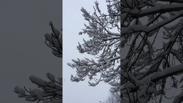 Narrow Leaved Ash (Fraxinus angustifolia) - leaves in the snow - March 2018 смотреть онлайн