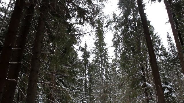 Звуки леса\ Пение птиц\ Релакс\ Природа\ Зимний лес смотреть онлайн