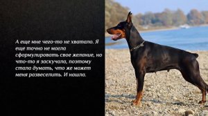 Почему порода Доберман подойдёт лишь "ИЗБРАННЫМ"? Рассказывают владельцы Доберманов!