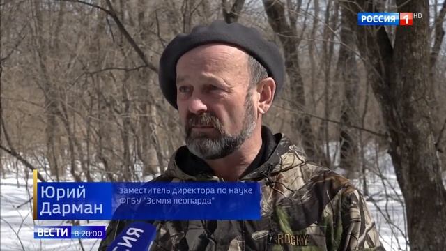 Ученые посчитали численность медведей на "Земле леопарда" смотреть онлайн