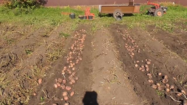 Картошка 2023.Как показала себя новая грохотная копалка для мотоблока ОКА.Урожай после засухи. смотреть онлайн