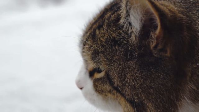 Sony NEX 5N + helios 44-2 Test Video with cat смотреть онлайн