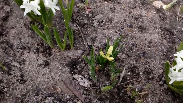 Сад апрель 2018. # мой сад # нарциссы.# морозники# гиацинты# фиалки# медуница смотреть онлайн
