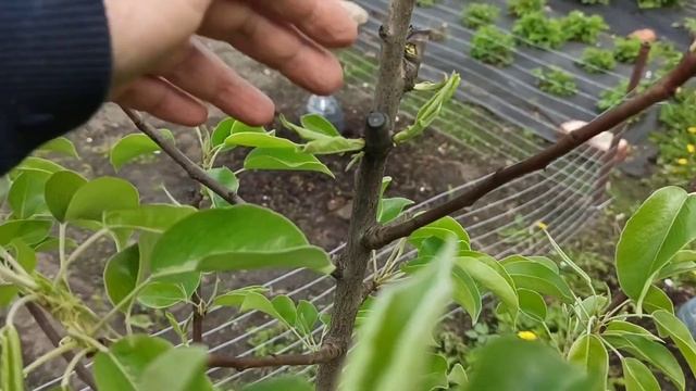 Результат обрезки на пенек, так ли он страшен, как его малюют! смотреть онлайн