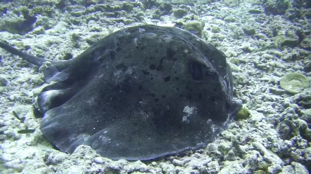 2015 Rasdhoo, Maldives смотреть онлайн