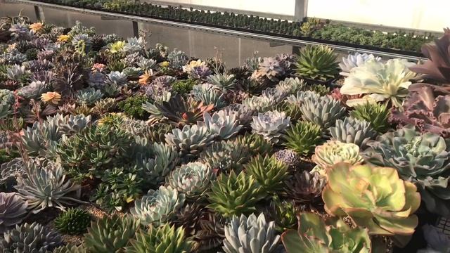 My Echeveria Collection - коллекция Эчеверий Мастера Георгия Аристова