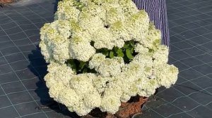 ОБЗОР СОРТОВ ГОРТЕНЗИЙ ДЕНТЕЛЬ ДЕ ГОРРОН, БОБО