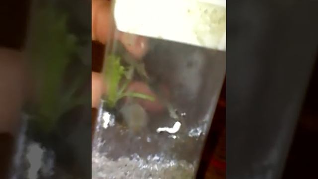 мой мини террариум в банке из под тик така смотреть онлайн