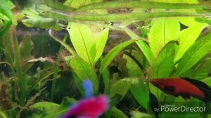 Борьба с водорослями в аквариуме с помощью сайдекса\Черная борода, нитчатка