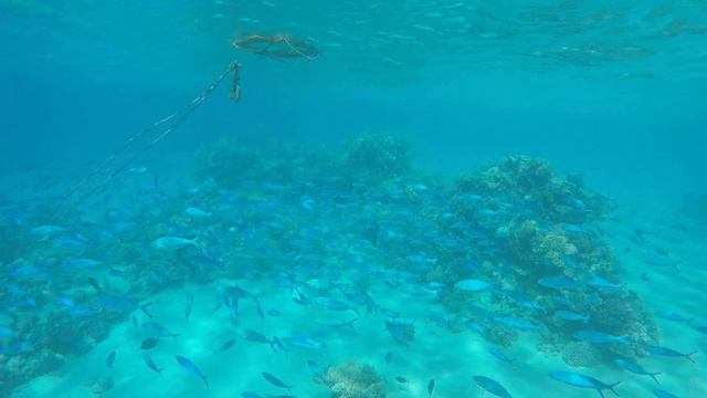 красное море 9 касяк рыб смотреть онлайн