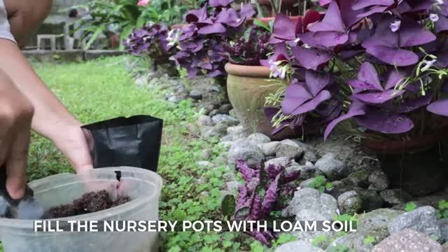 PURPLE WAFFLE | hemigraphis alternata | how to propagate смотреть онлайн