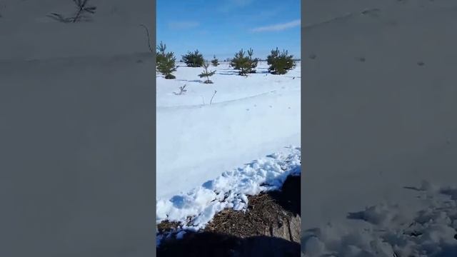 в деревне по снегу куропатки носятся смотреть онлайн