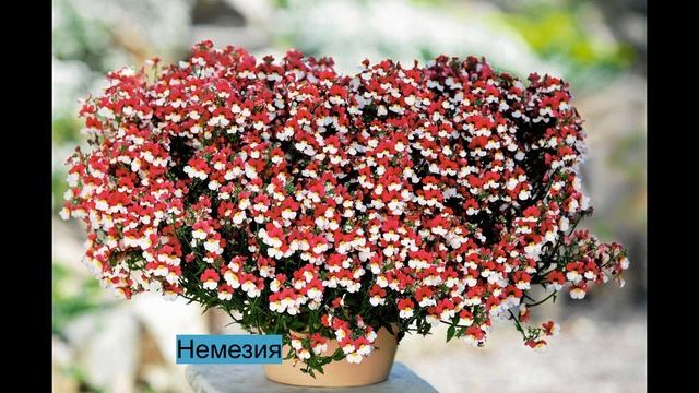 5 САМЫХ КРАСИВЫХ РАСТЕНИЙ ДЛЯ ПОДВЕСНЫХ КАШПО!!! смотреть онлайн