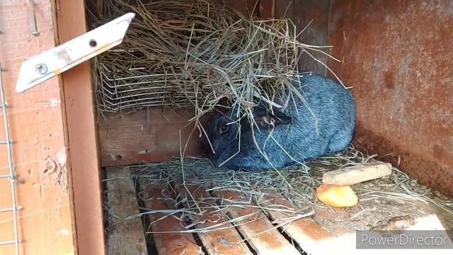 разведение кроликов для новичков Kroliki Agriculture