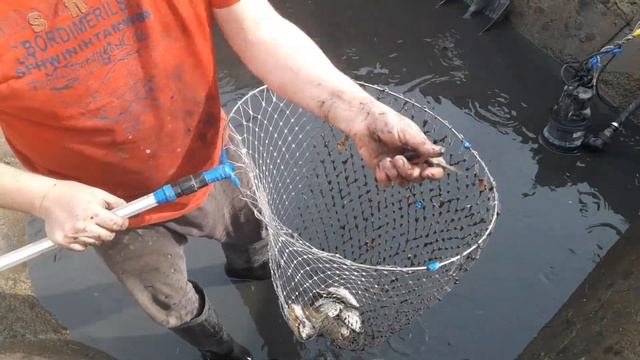 15 октября 2022 г. откачал воду в пруду, вылавливаю рыбу смотреть онлайн