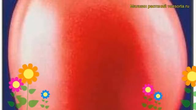 Томат обыкновенный Петр. Краткий обзор, описание характеристик, где купить семена смотреть онлайн