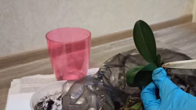 Сухой стебель ОРХИДЕИ смотреть онлайн