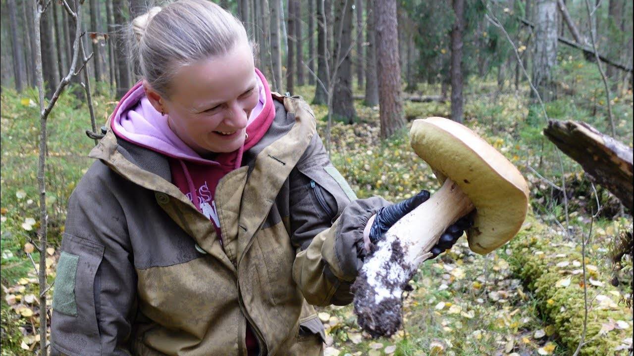 Грибная разведка 08 октября 2022. Всеволожский район [Novikov Garage]