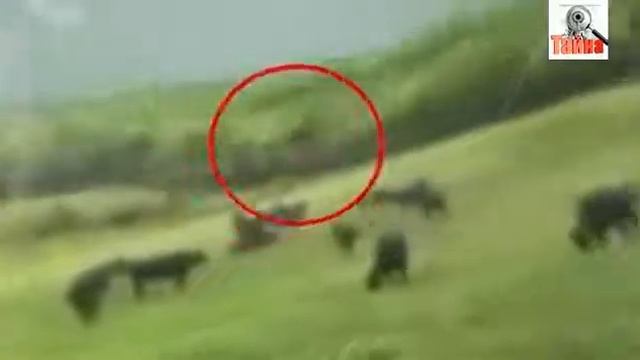 летающие коровы смотреть онлайн