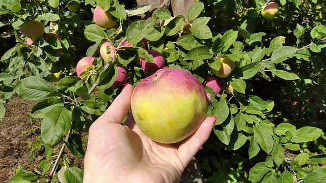 Яблоня Мельба. Прекрасный урожайный сорт яблок. смотреть онлайн