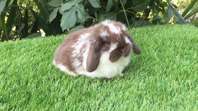 Декоративный кролик Курск смотреть онлайн