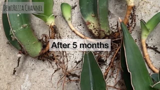Growing Sansevieria Samurai Dwarf | Ehrenbergii | Snake Plant смотреть онлайн