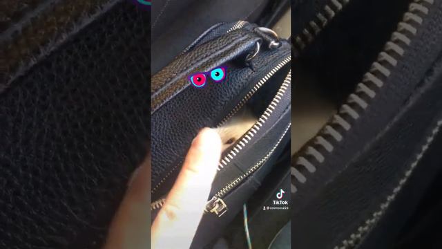 Хорек Луна 1,5 месяца окрас панда 🐼 пастель 💙🌙 смотреть онлайн