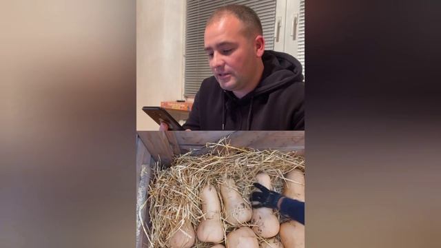 Як зберегти гарбуз до весни. Порада від агронома Тимура. смотреть онлайн