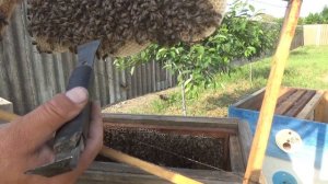 Ловля и пересадка роев 2023. Роеловство. Пчеловодство.