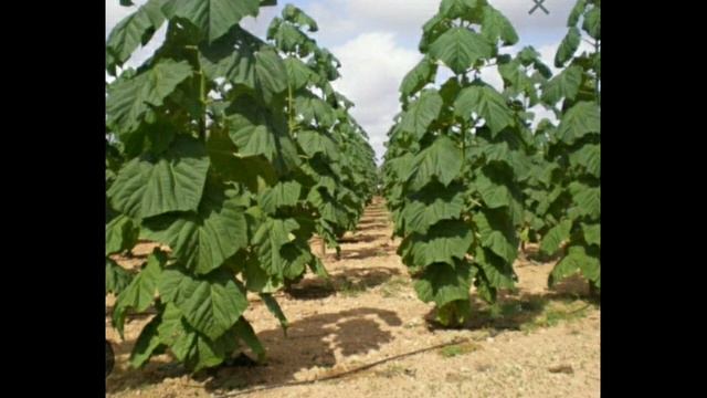 #павловния дарахти хакида тулик малумот ?% | Pavlovniya daraxti haqida to'liq malumot смотреть онлайн