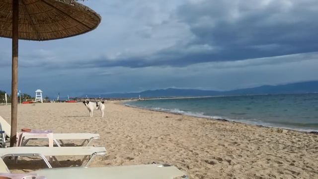 Греческая овчарка. 26. 09.17 смотреть онлайн