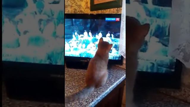 Куда улетают птицы) смотреть онлайн