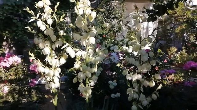 Цветёт юкка, красивая, неприхотливая #цветениеюкки смотреть онлайн