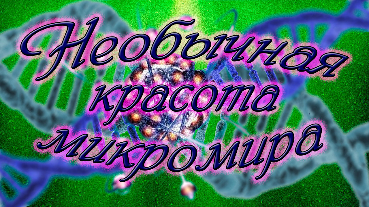 Необычная красота микромира. Интересное видео под микроскопом.