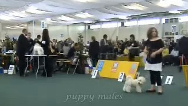 World Dog Show 2009 bichon frises-males puppy class смотреть онлайн
