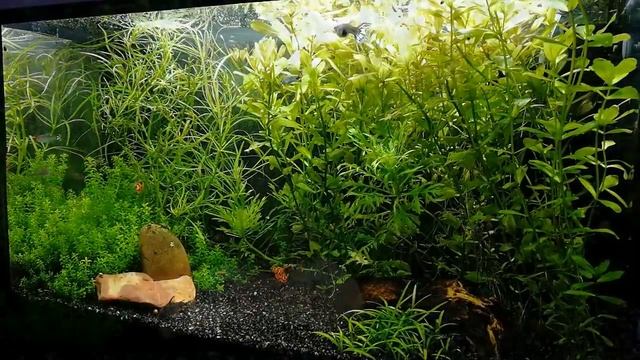 Красивый аквариум #NIK_72 смотреть онлайн