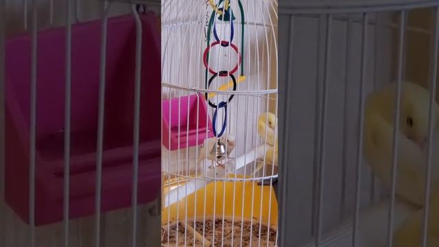 Пение молодой канарейки (возраст 1 месяц) смотреть онлайн