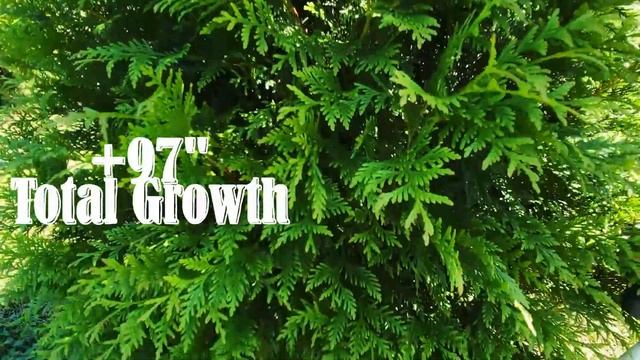 4th Year Green Giant Growth Update | How Fast Do Thuja Green Giant Arborvitae Really Grow?