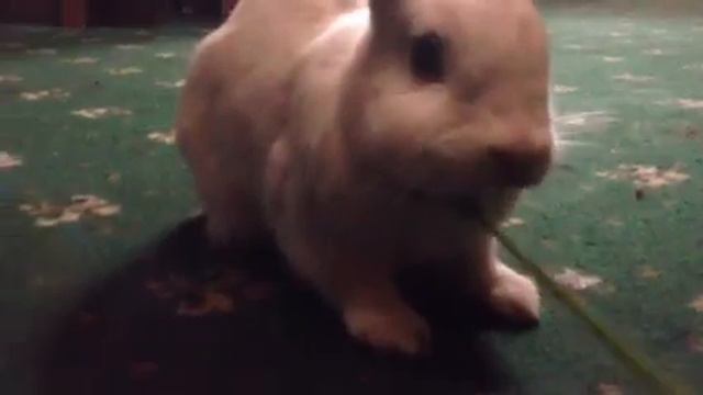 Пока еще живой кролик