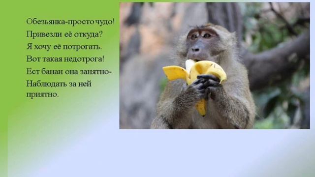 Животные зоопарка в стихах смотреть онлайн