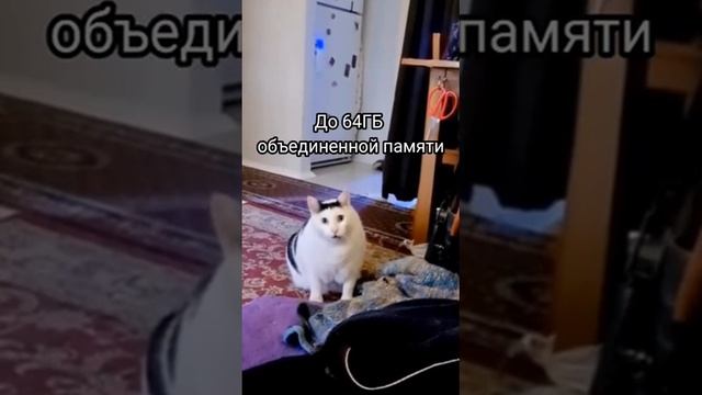 МяуБукПро смотреть онлайн