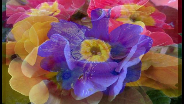 Primula- Primrose Flower