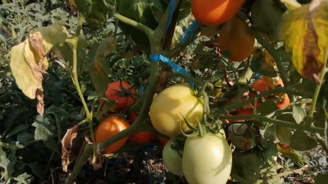 Август в Краснодарском крае богат урожаями от которых все уже устали/новые утята/прожорливые свиньи смотреть онлайн