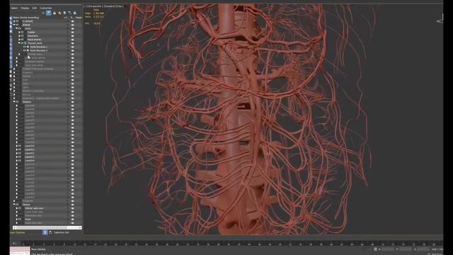 Anatomyka - ukázka tvorby cév смотреть онлайн