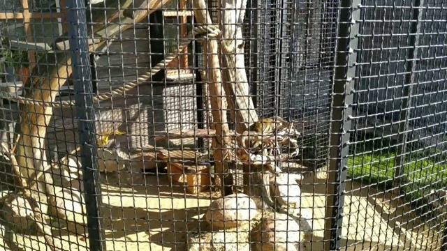 ЗООПАРК "ДИПРИЗ" ПАРК ЖИВОТНЫХ БАРАНОВИЧИ смотреть онлайн