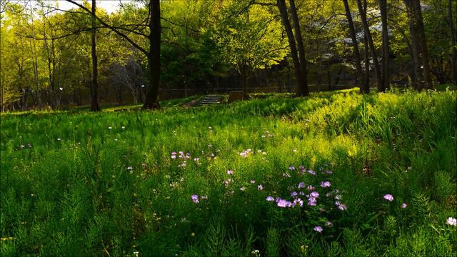 Bach : Sonata No 5 For Violin & Harpsichord Bwv1018  -1st Movment