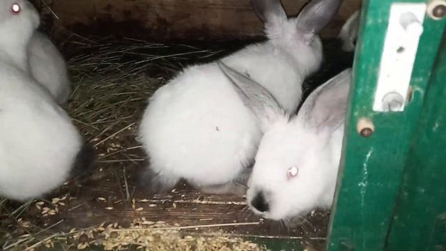 Первый летний обзор-дозор ! Бывает ли много кроликов ? смотреть онлайн
